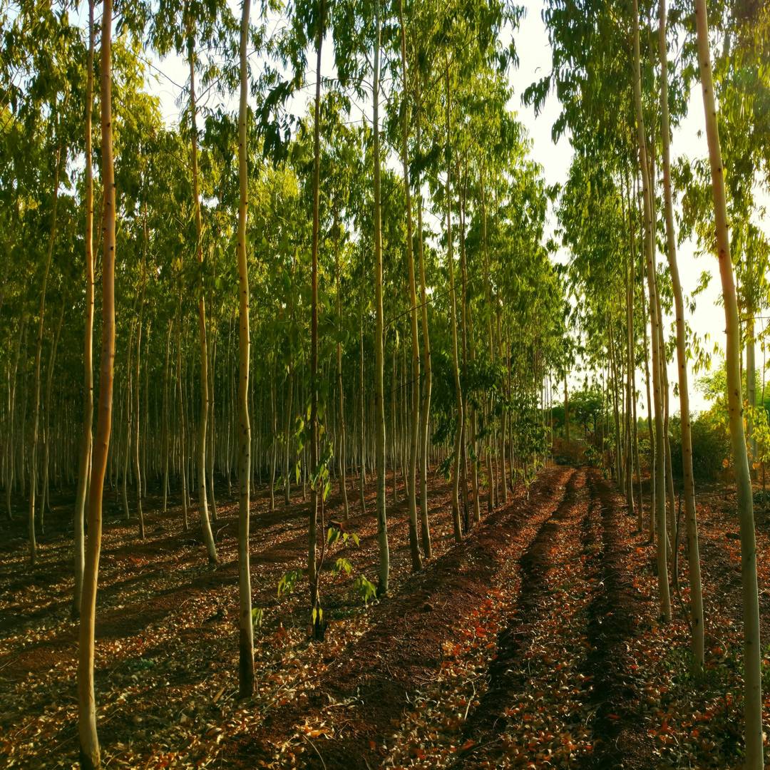 Bioeconomy: Biomass and biomass-based energy supply and demand