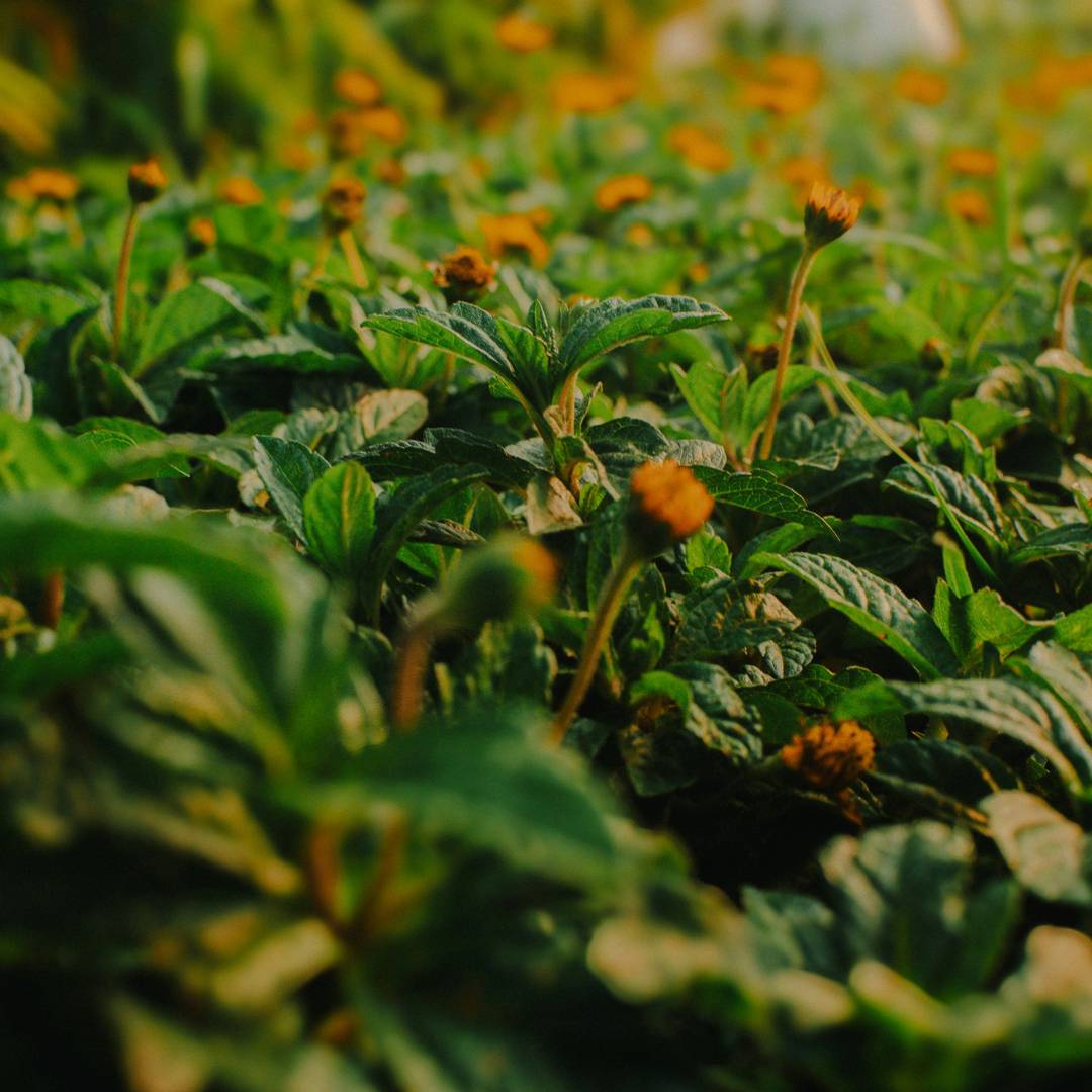 Manipulating Amino Acid Metabolism to Improve Crop Nitrogen Use Efficiency for a Sustainable Agriculture