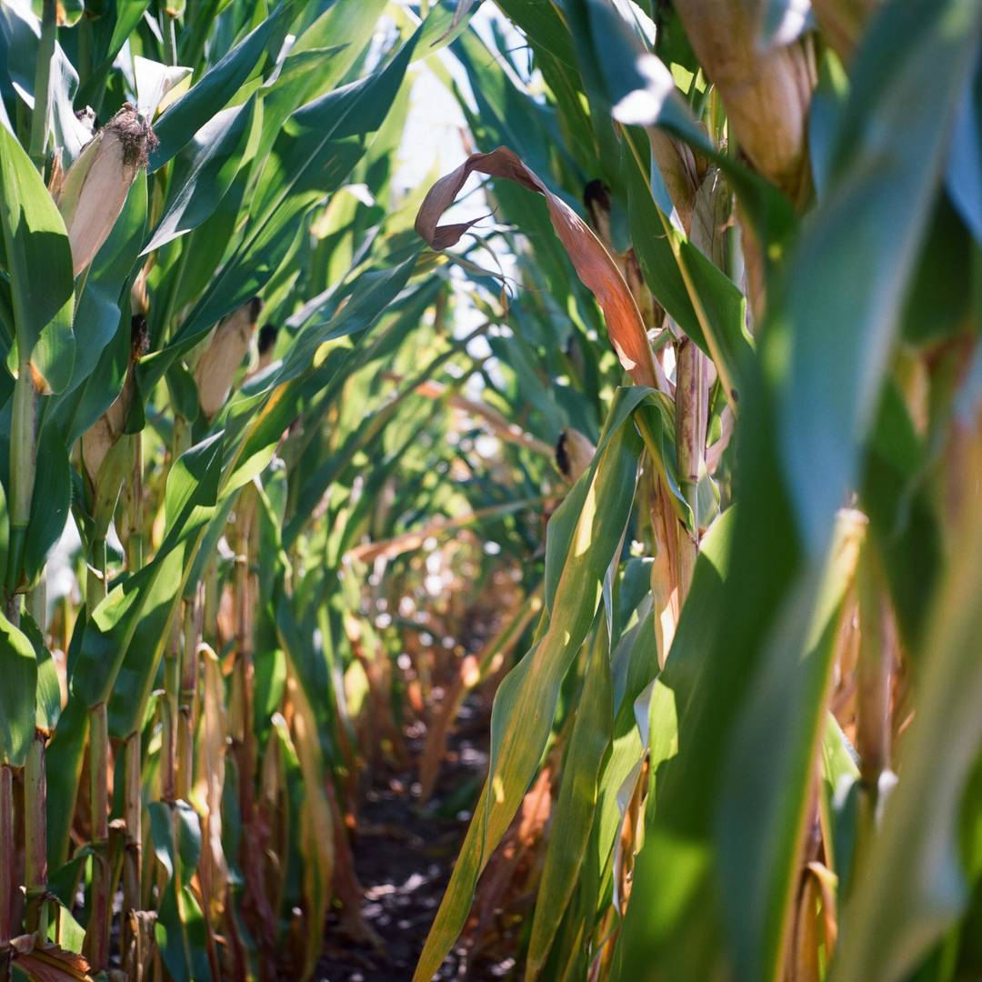 Machine Learning for Plant Breeding and Biotechnology