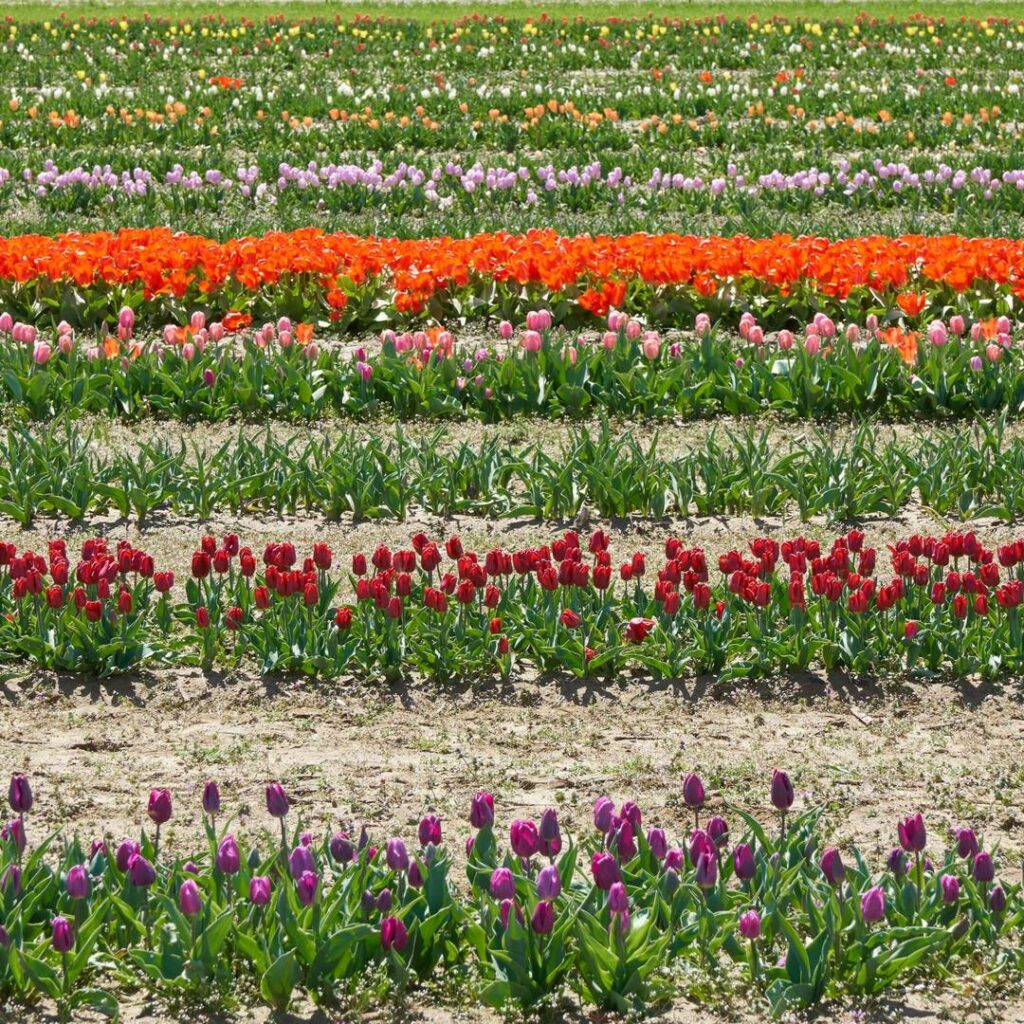 Plant extracts—Importance in sustainable agriculture