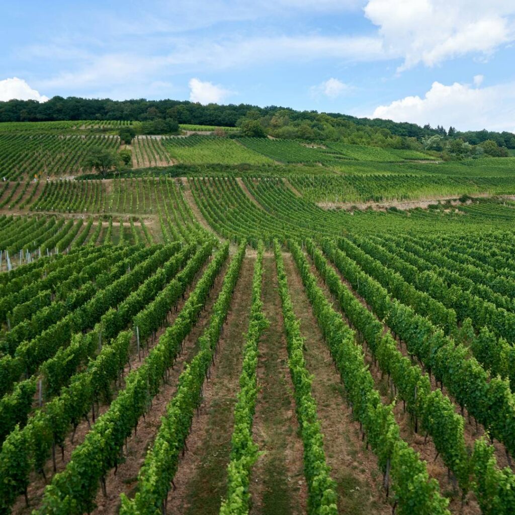 Challenges and potential pathways towards sustainable agriculture within the European Green Deal