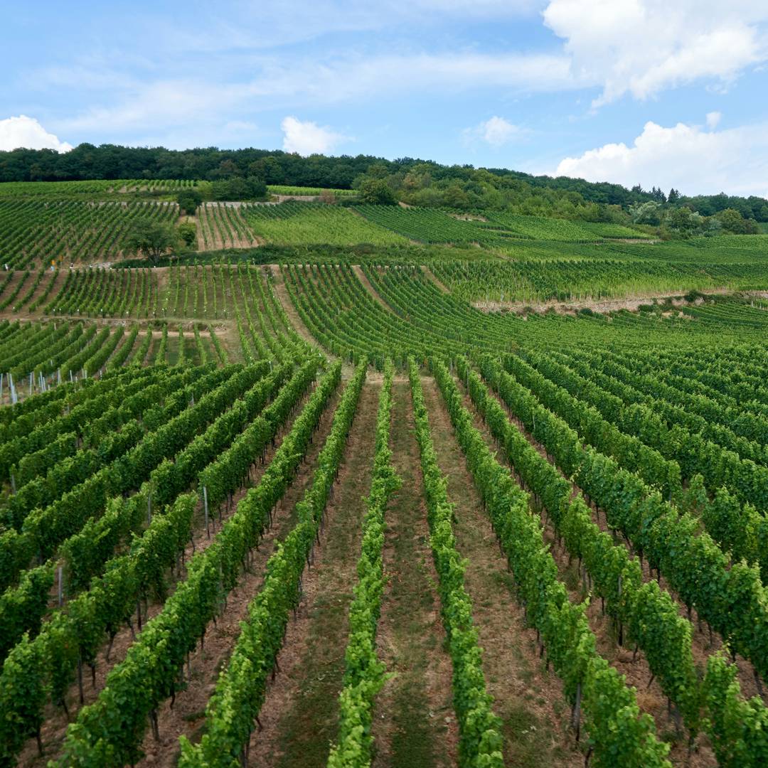 Challenges and potential pathways towards sustainable agriculture within the European Green Deal