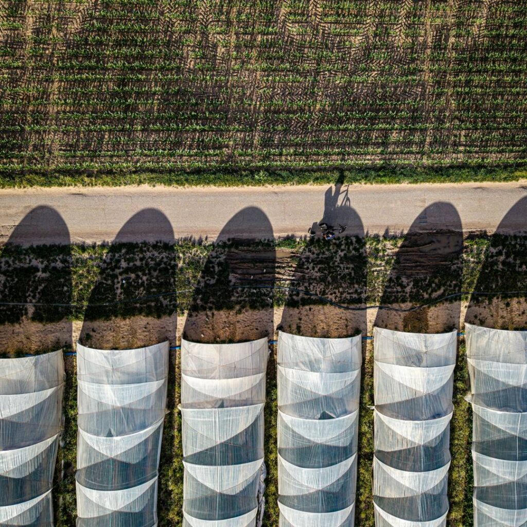 Crop Allelopathy for Sustainable Weed Management in Agroecosystems: Knowing the Present with a View to the Future