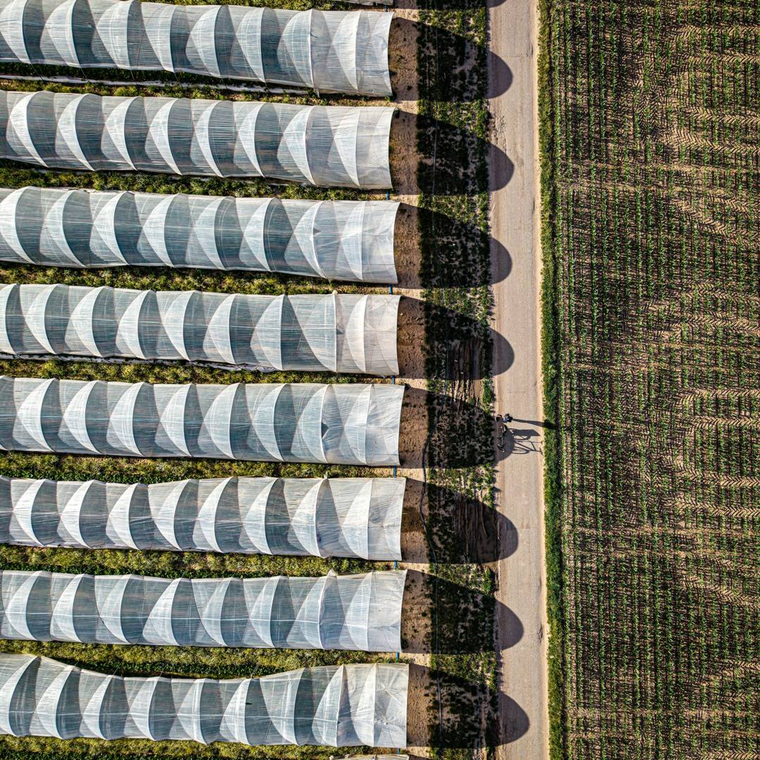 Toward a Sustainable Agriculture Through Plant Biostimulants: From Experimental Data to Practical Applications. Agronomy