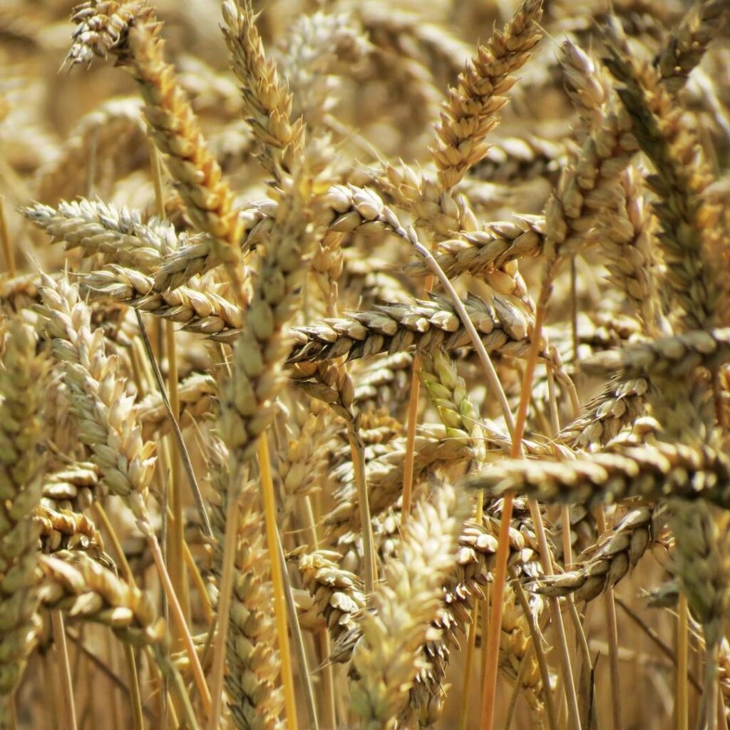Biosensors to support sustainable agriculture and food safety