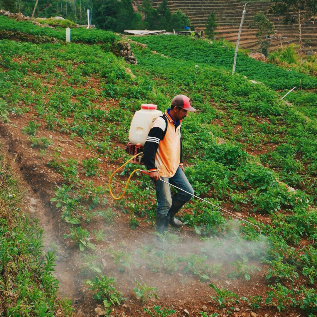 Allelopathy as a source of bioherbicides: Challenges and prospects for sustainable agriculture