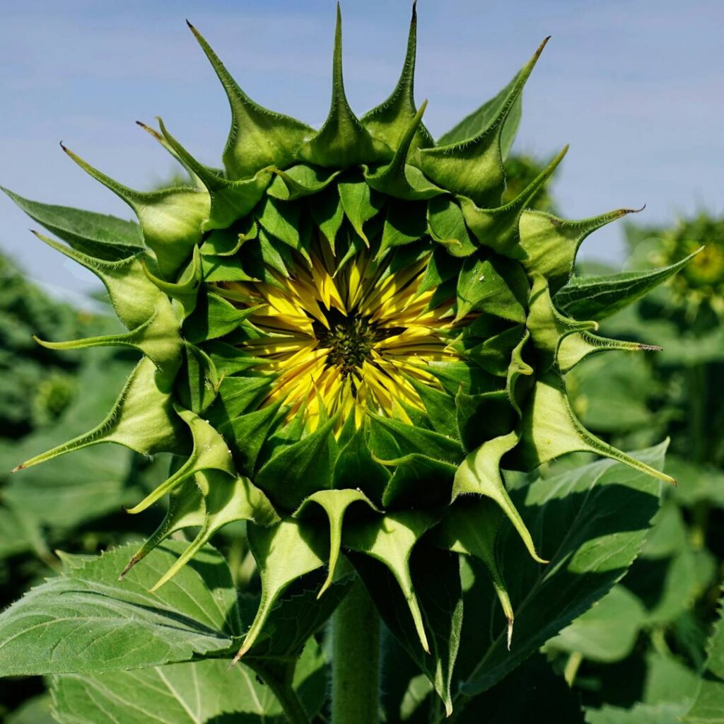 Long-term evidence for ecological intensification as a pathway to sustainable agriculture