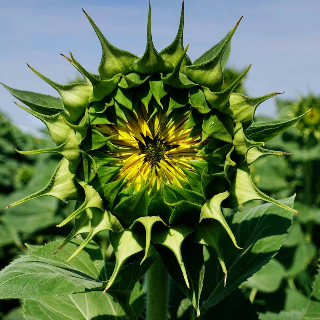 Long-term evidence for ecological intensification as a pathway to sustainable agriculture