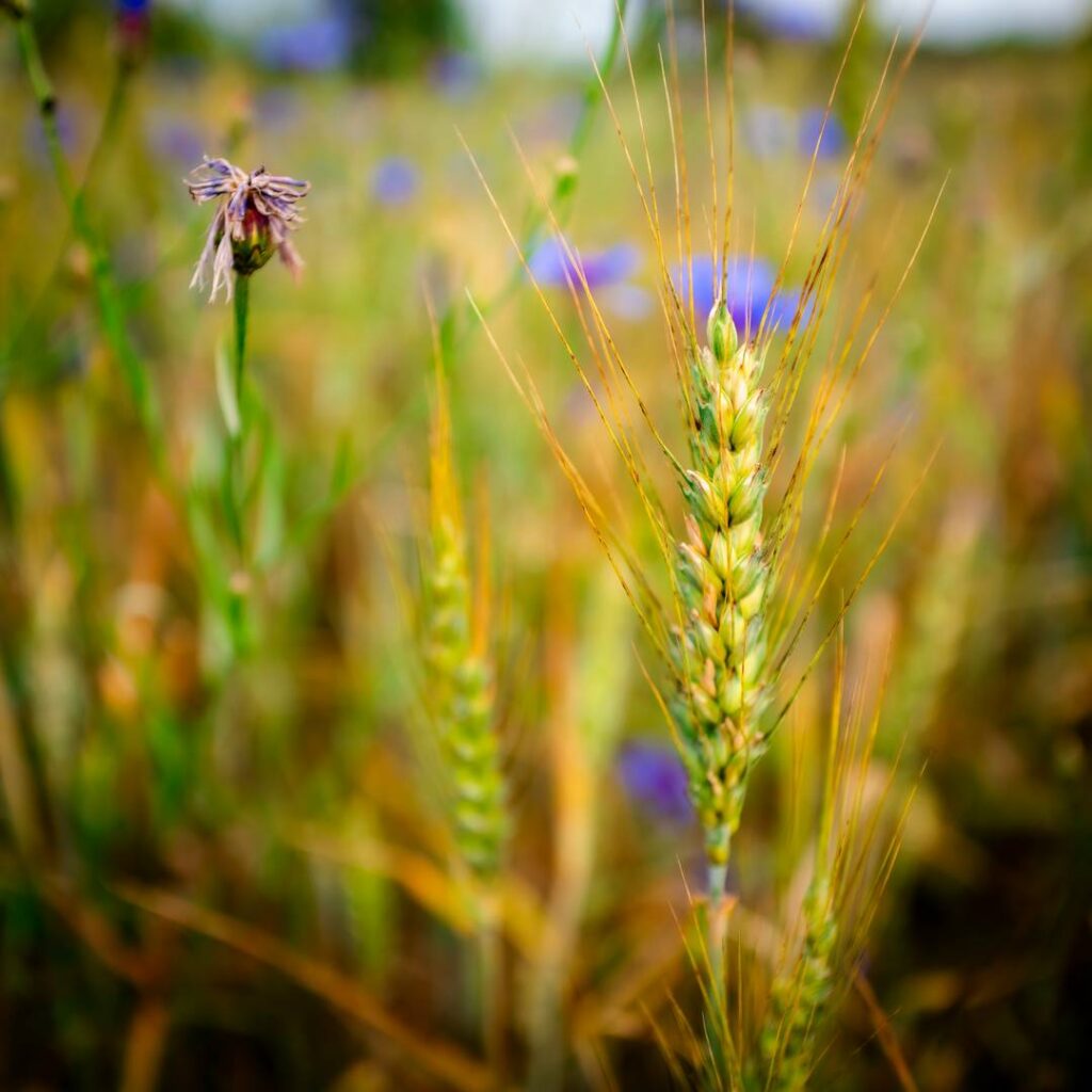 Insect frass in the development of sustainable agriculture. A review.