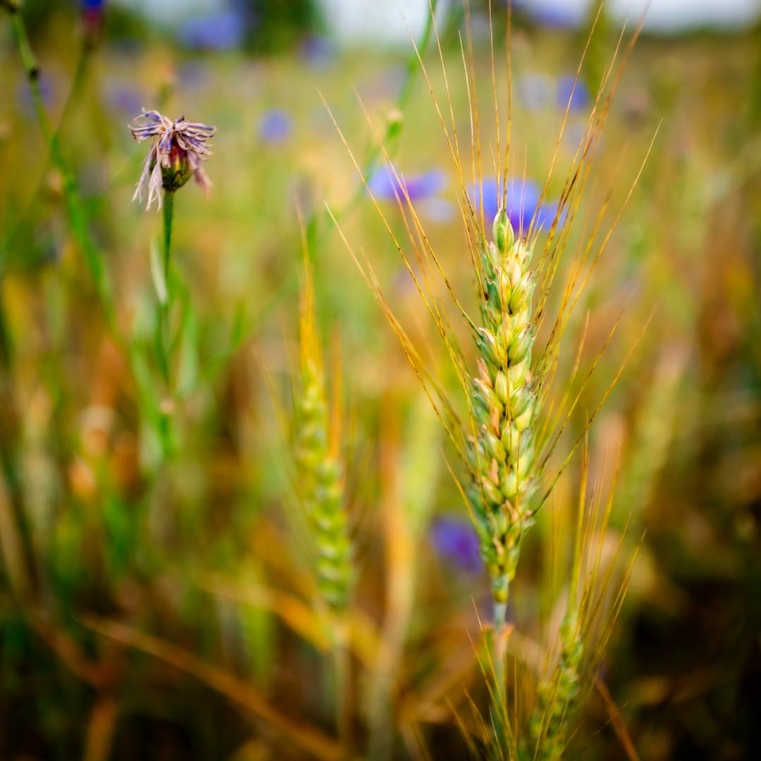 Insect frass in the development of sustainable agriculture. A review.
