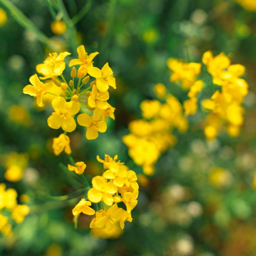 RNA‐based biocontrol compounds: Current status and perspectives to reach the market