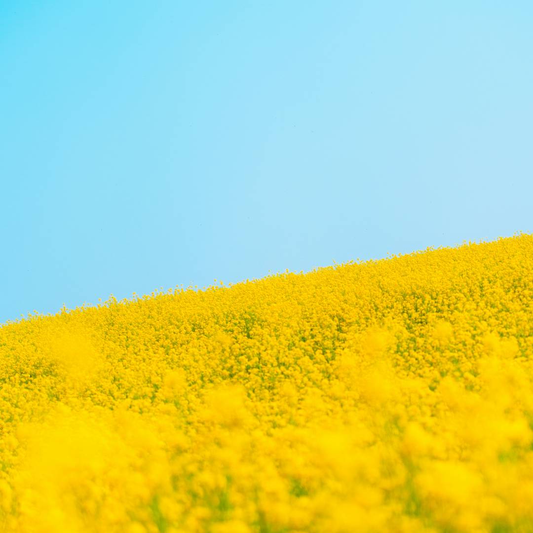 Introducing the Power of Plant Growth Promoting Microorganisms in Soilless Systems: A Promising Alternative for Sustainable Agriculture