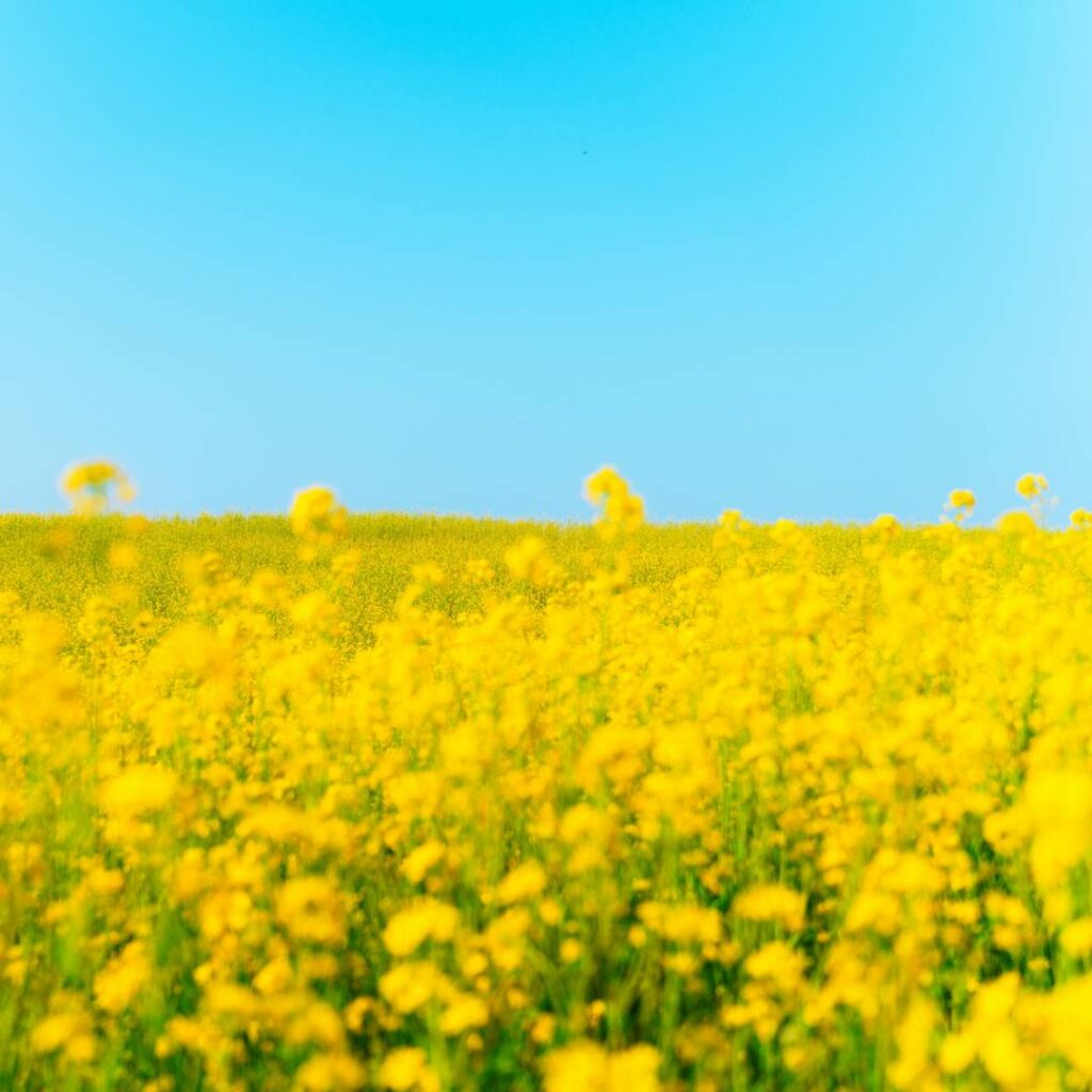 Role of New Plant Breeding Technologies for Food Security and Sustainable Agricultural Development