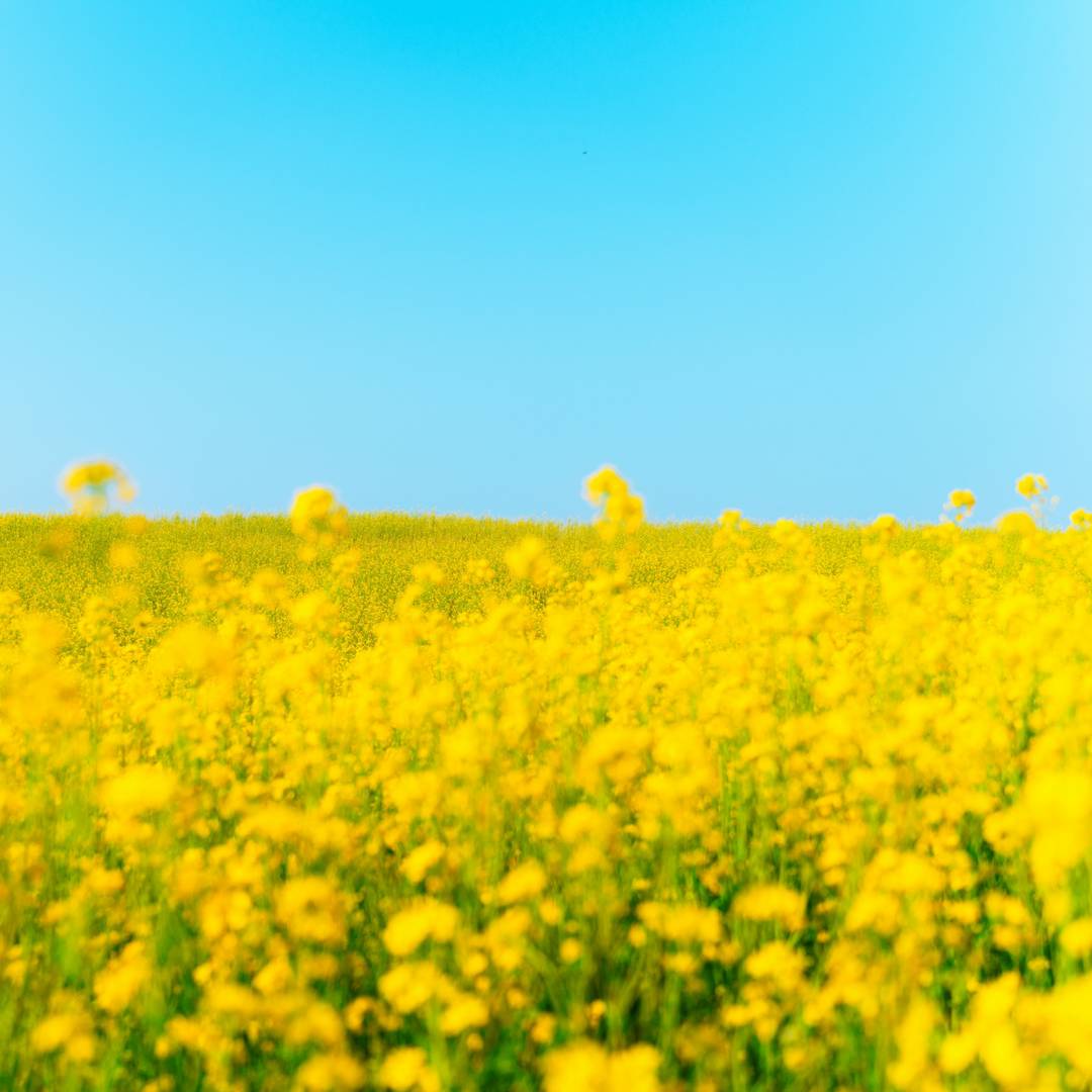 Role of New Plant Breeding Technologies for Food Security and Sustainable Agricultural Development