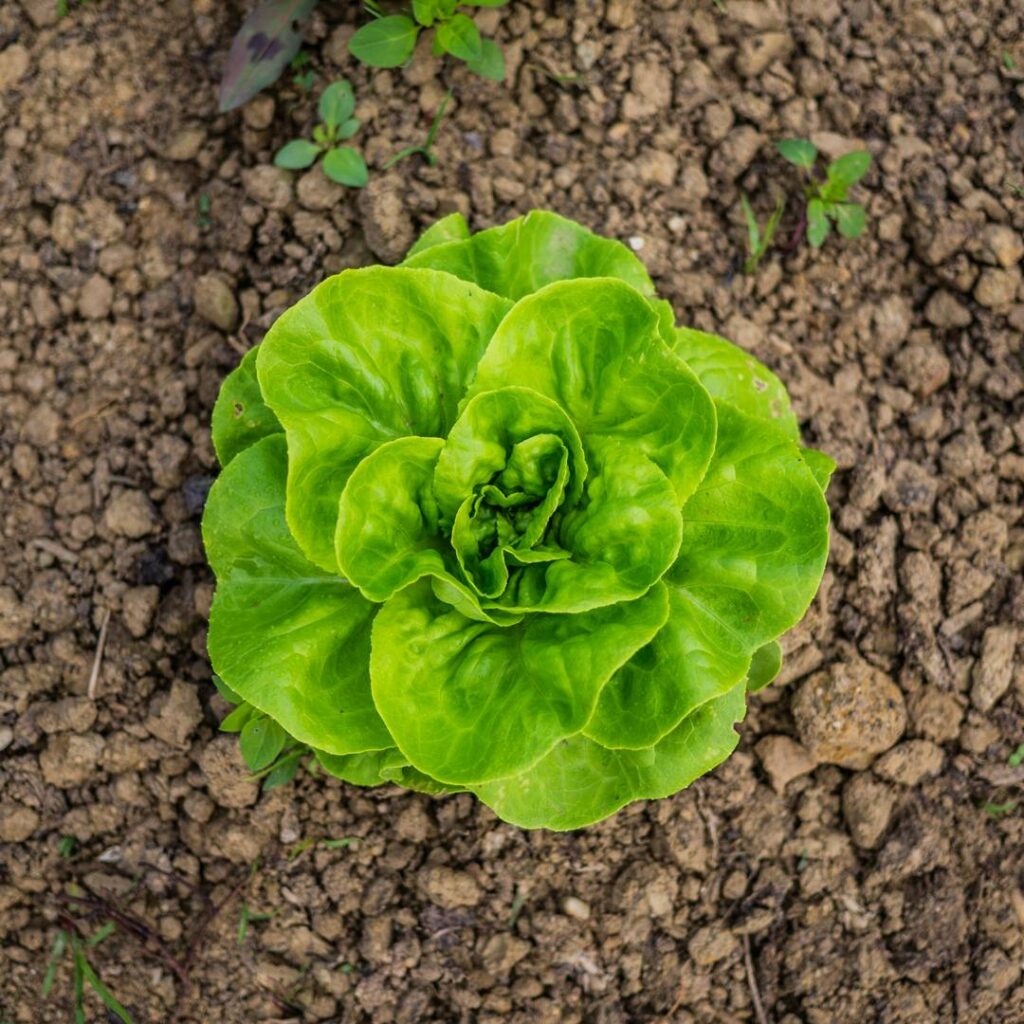 Plant biodiversity promotes sustainable agriculture directly and via belowground effects
