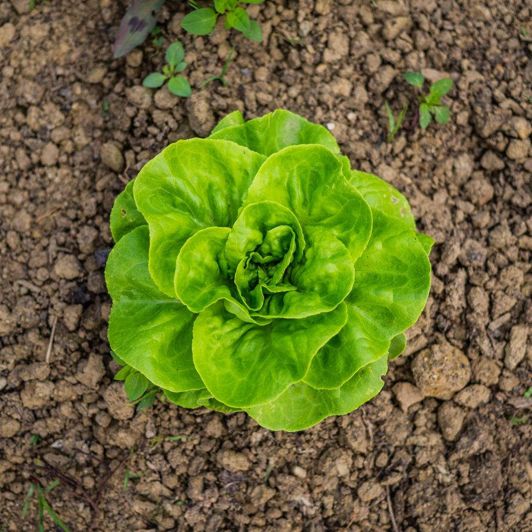 Plant biodiversity promotes sustainable agriculture directly and via belowground effects