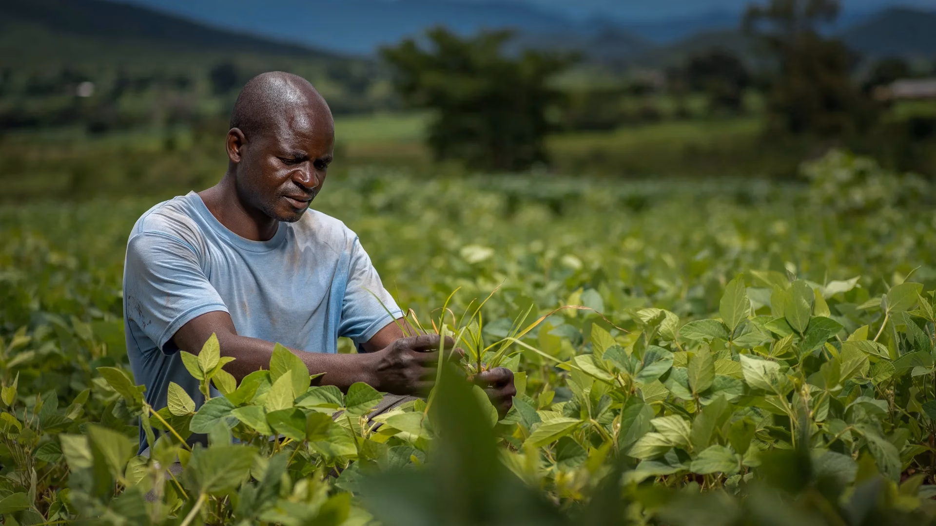 Plant biodiversity promotes sustainable agriculture directly and via belowground effects