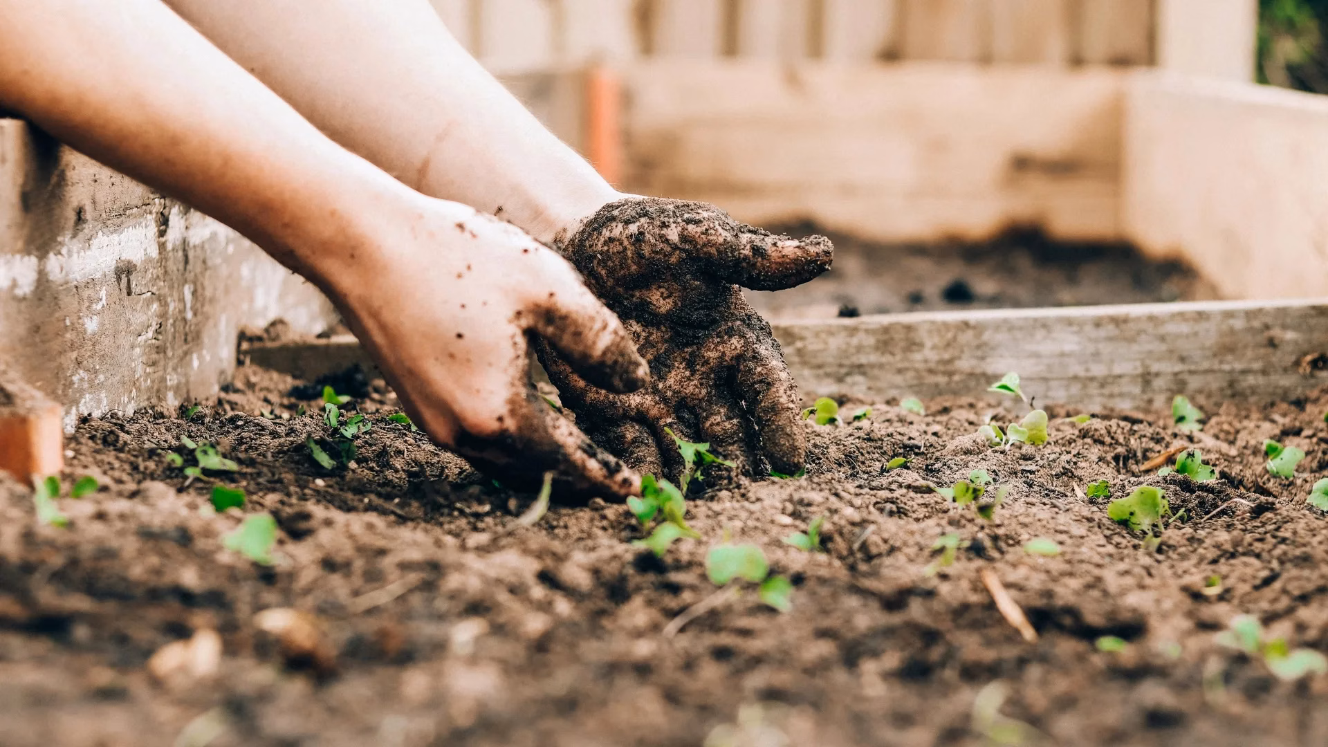 Production of Sustainable and Biodegradable Polymers from Agricultural Waste