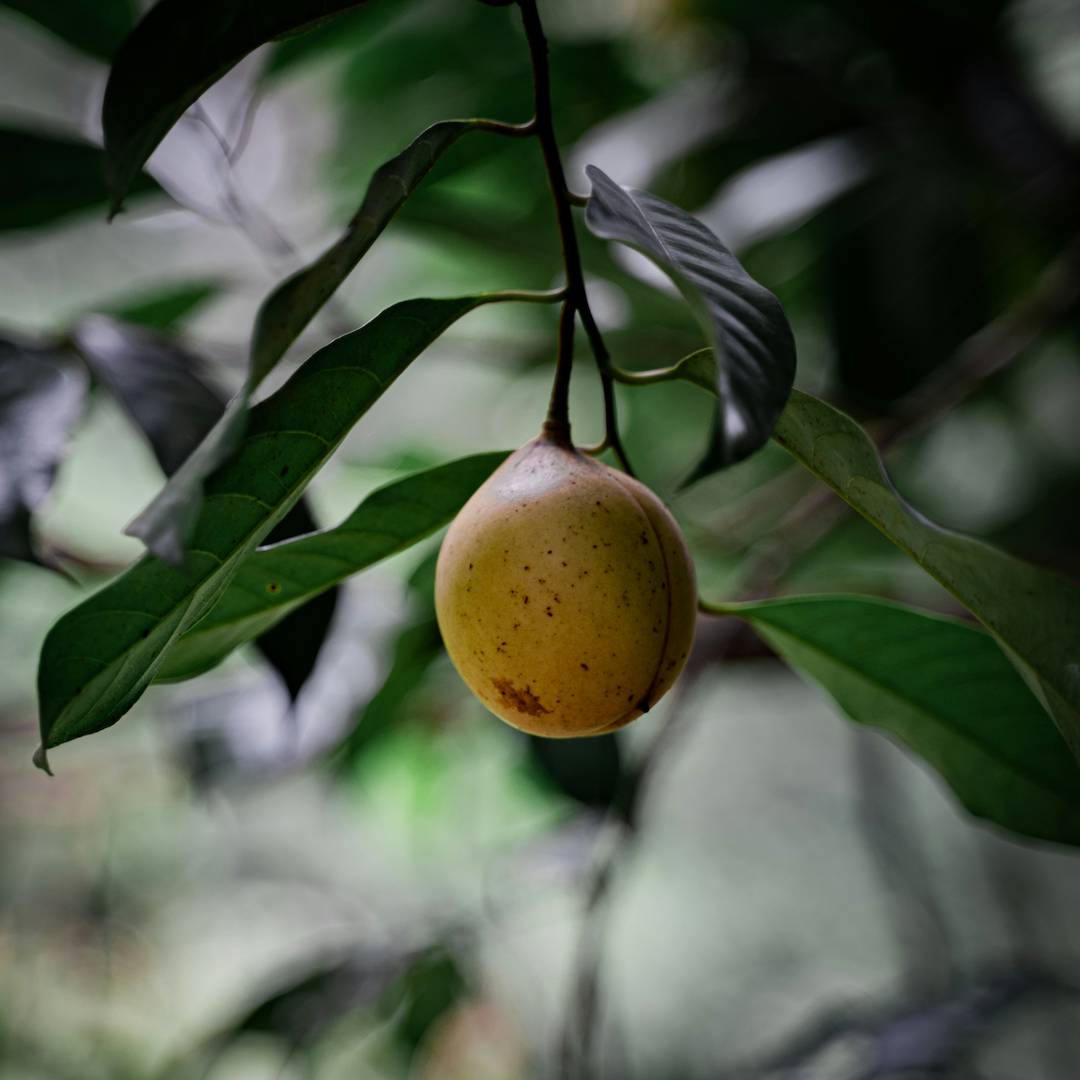 Unlocking plant resources to support food security and promote sustainable agriculture