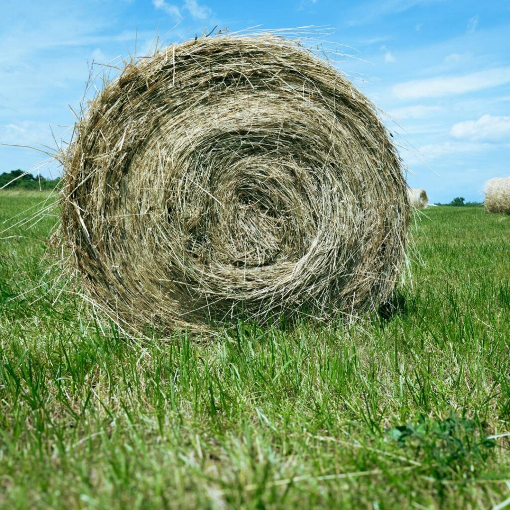 How to innovate business models for a circular bio‐economy?