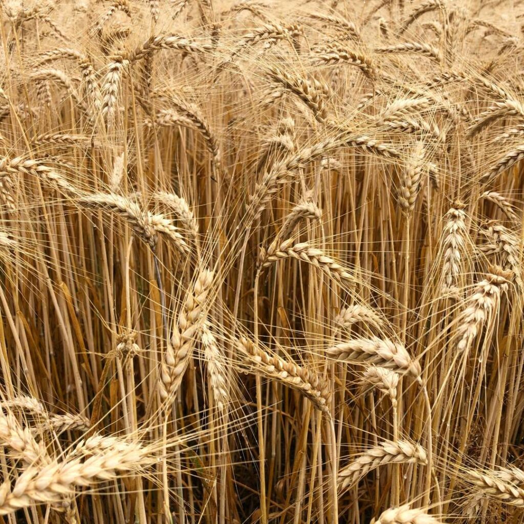 Global Regulation of Genetically Modified Crops Amid the Gene Edited Crop Boom – A Review