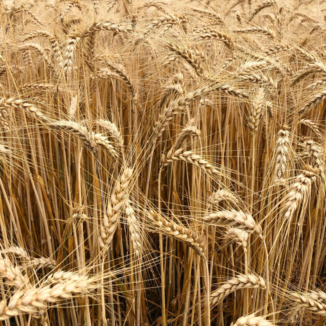 Global Regulation of Genetically Modified Crops Amid the Gene Edited Crop Boom – A Review