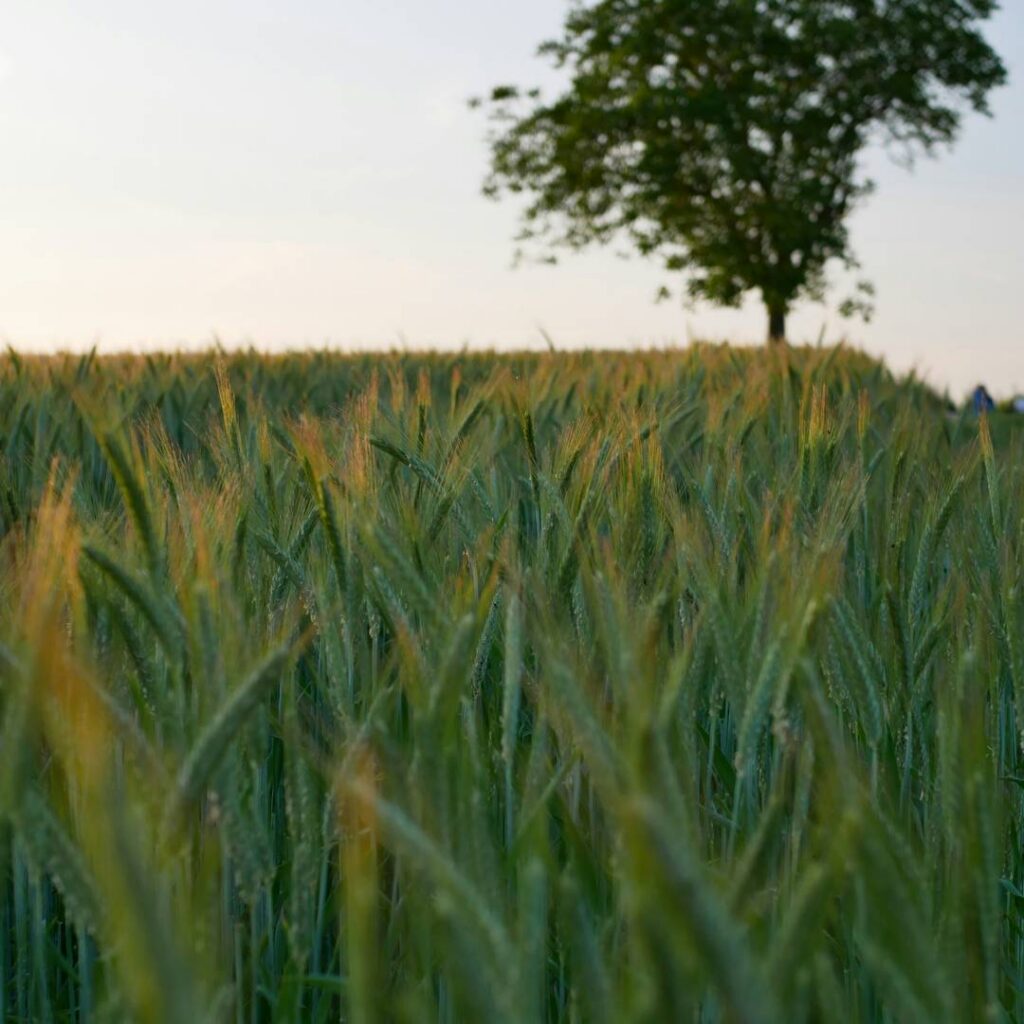 Greenfield Investment as a Catalyst of Green Economic Growth