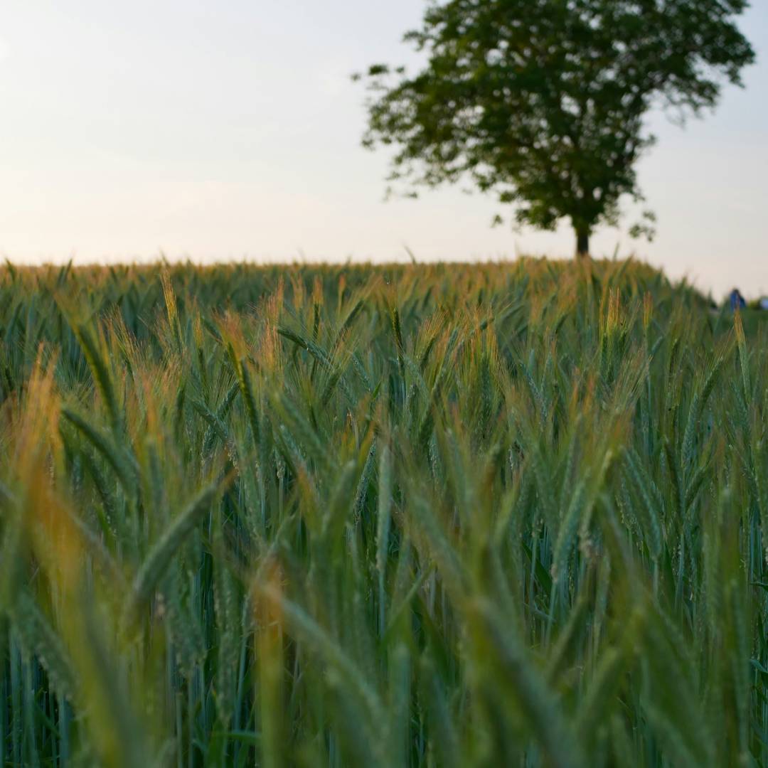 Greenfield Investment as a Catalyst of Green Economic Growth