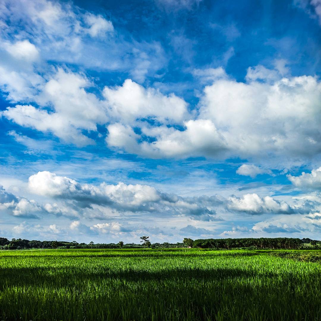 Advancing Sustainable Agriculture: A Comprehensive Review for Optimizing Food Production and Environmental Conservation